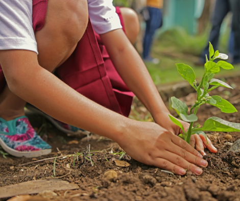 tree planting