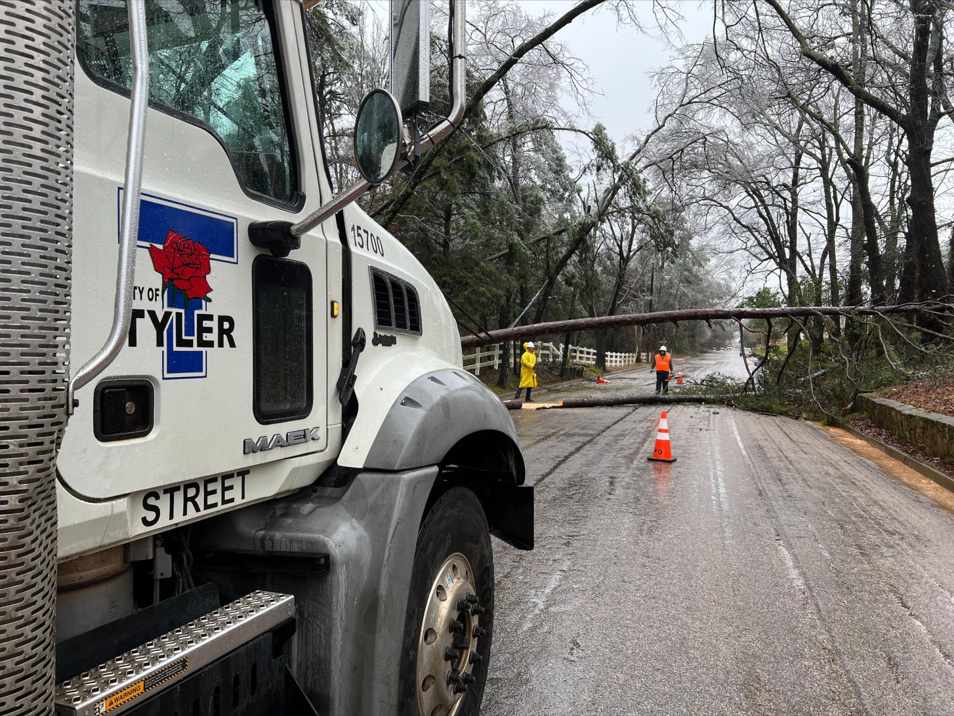 tree removal photo