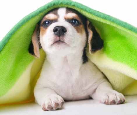 dog with fleece blanket