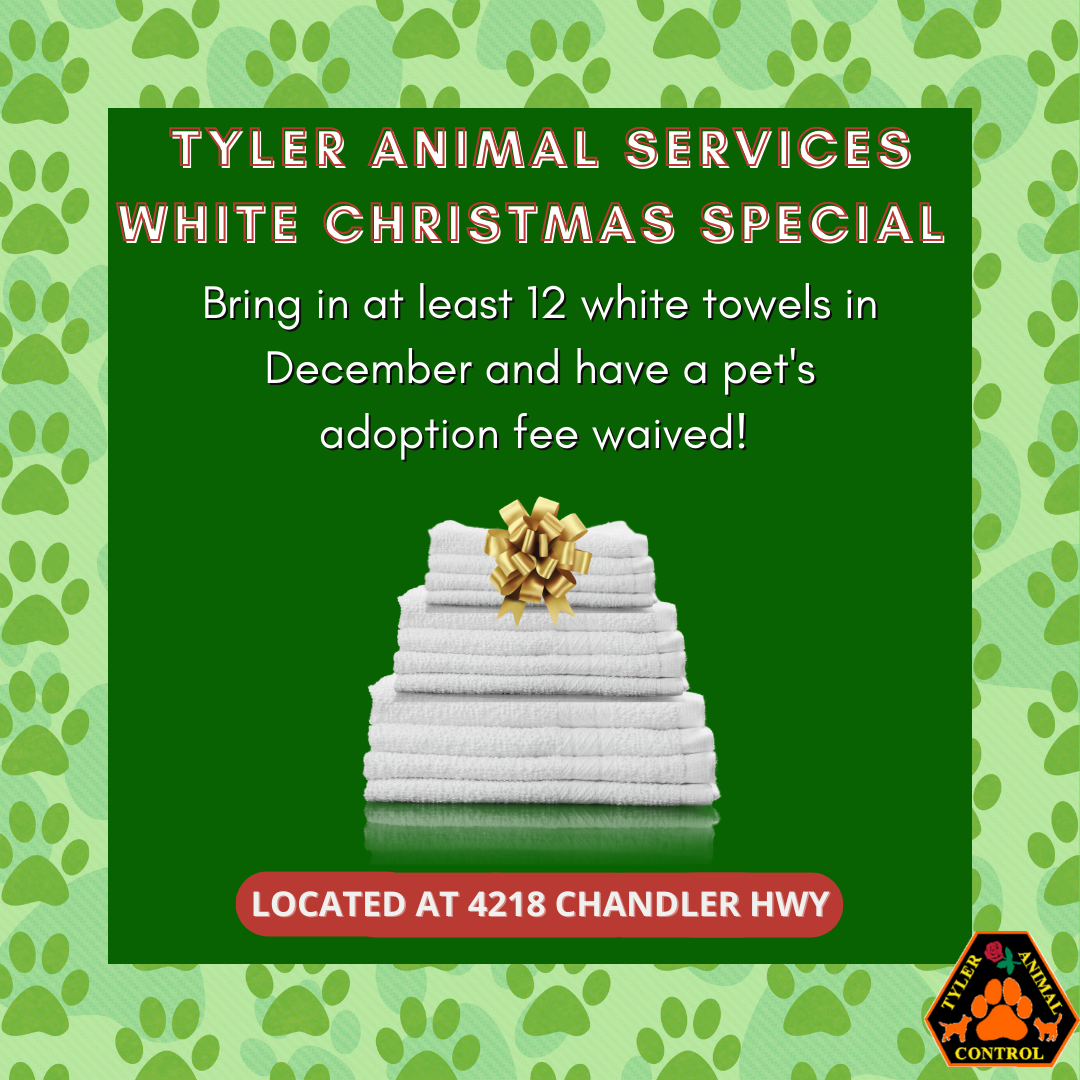 Animal Services Christmas campaign