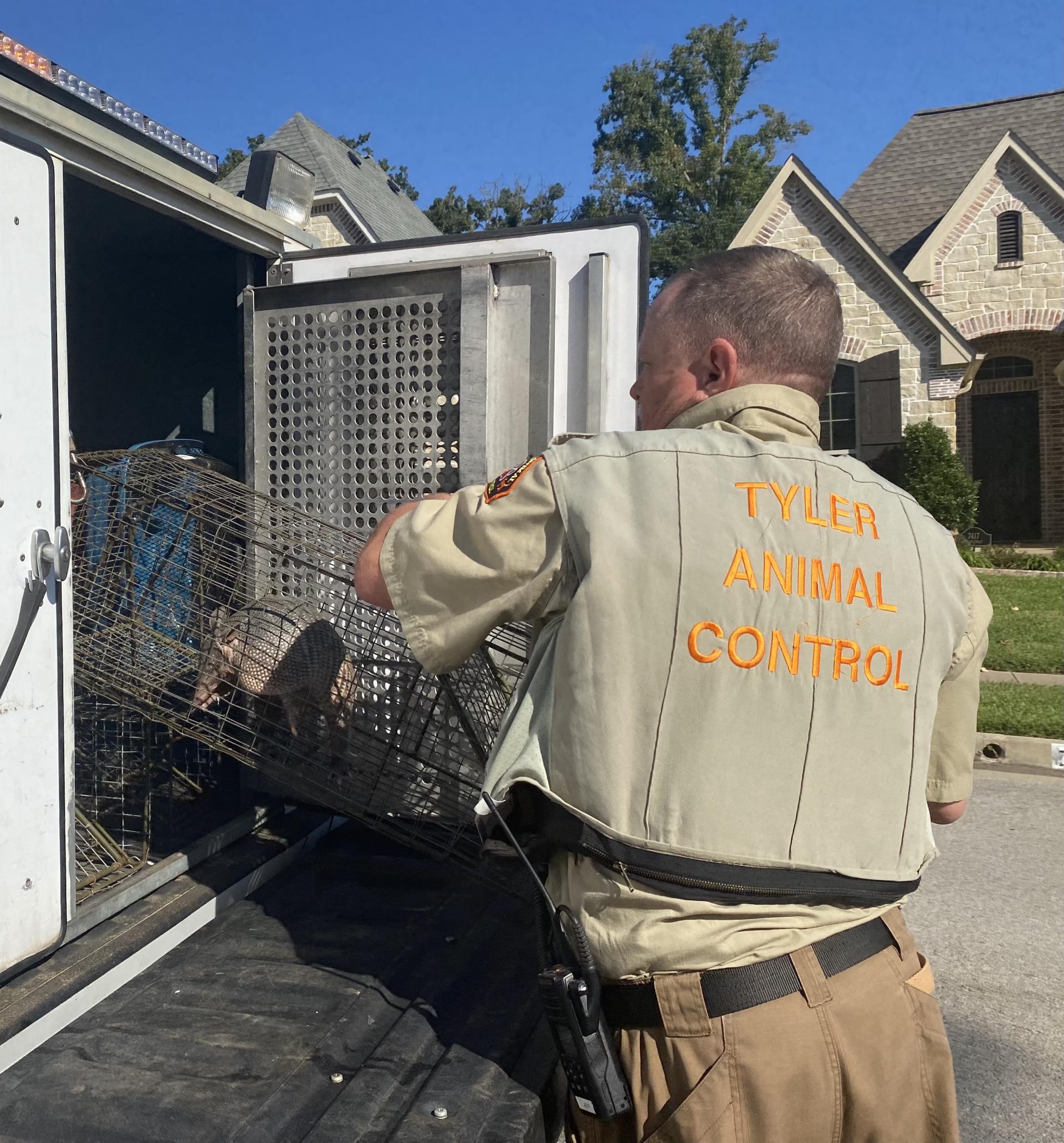 Tyler Animal Control officer placing armadillo into truck