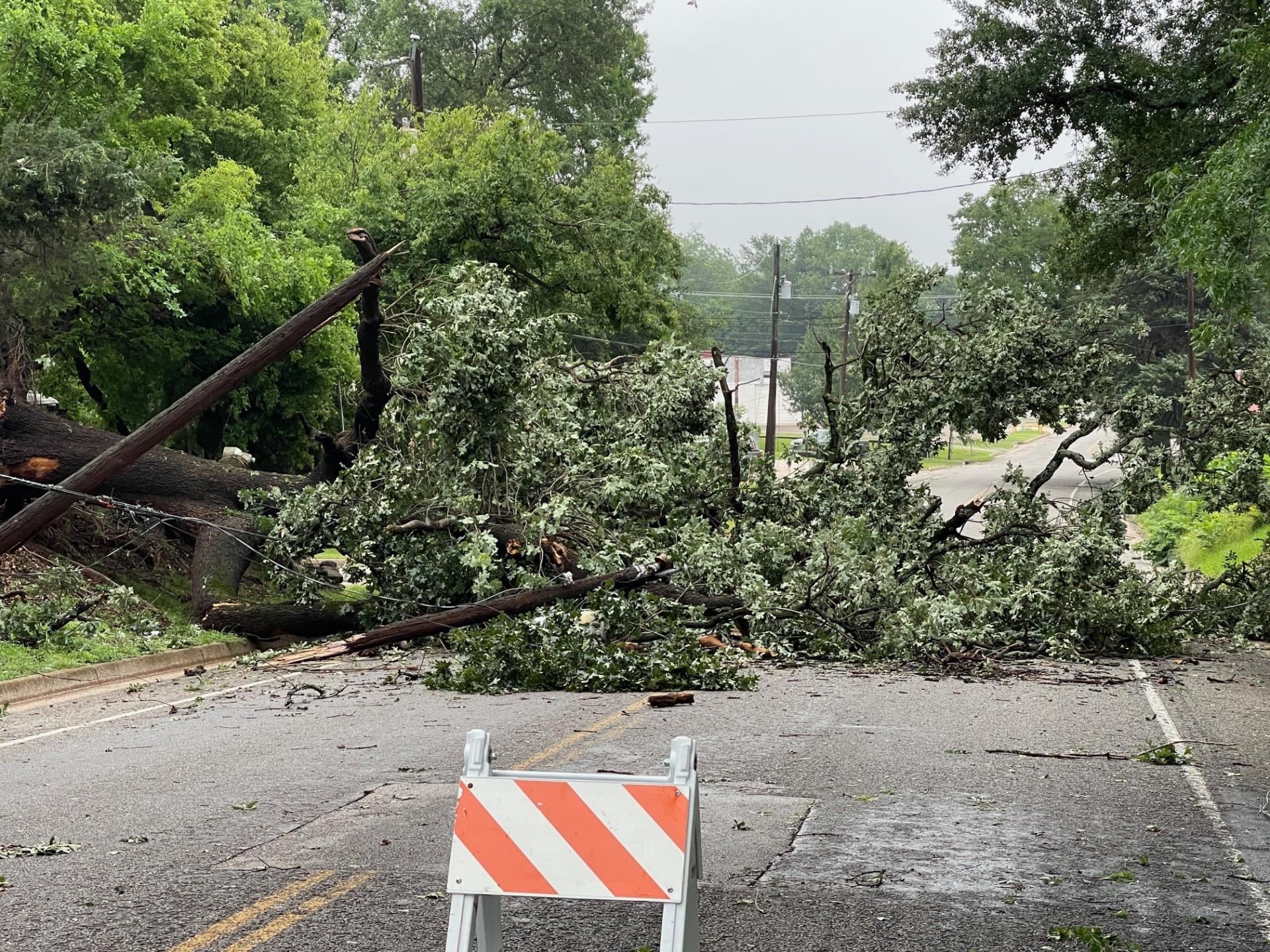 Fallen tree and power line with barricade