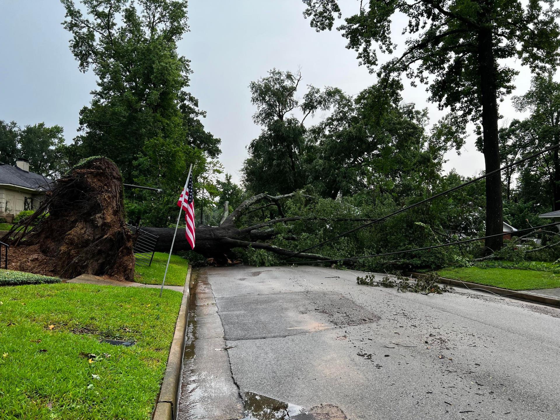 Fallen tree across roadway