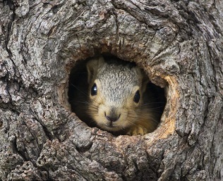 Squirrel in Tree