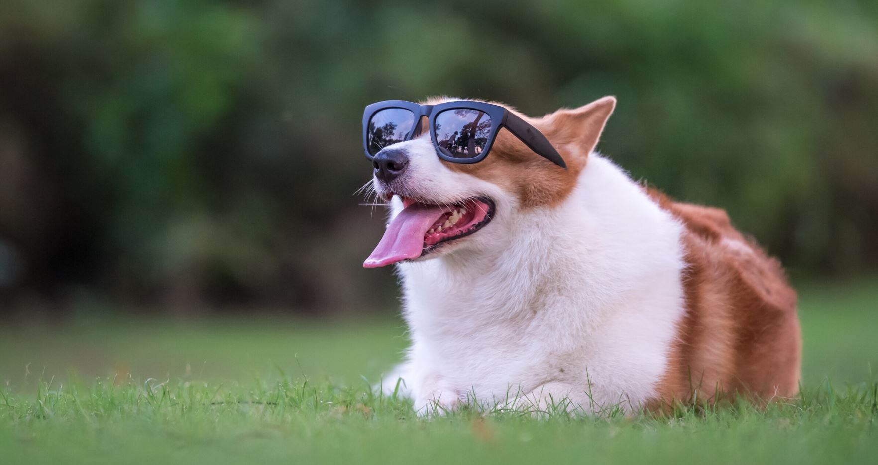 corgi in sunglasses