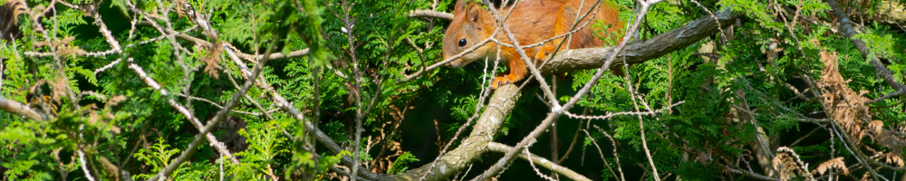 Urban Forestry Banner