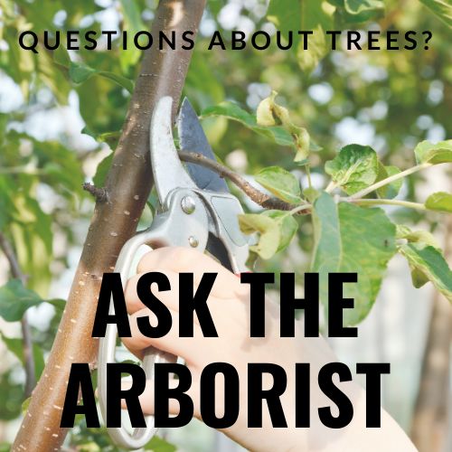 ASK THE ARBORIST